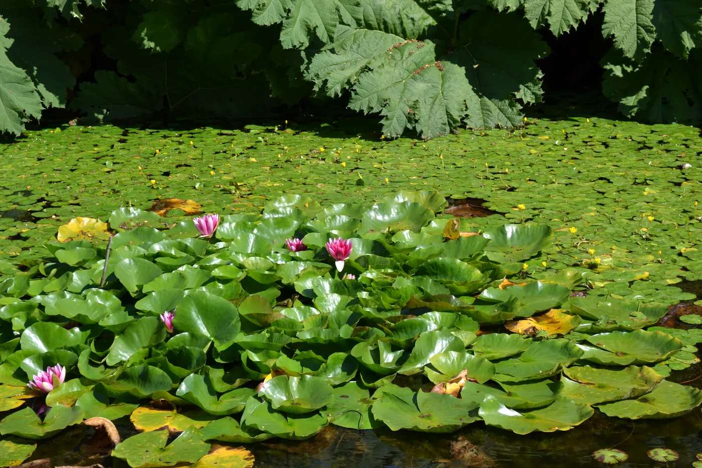 Water lilies and green leaves in sunlight